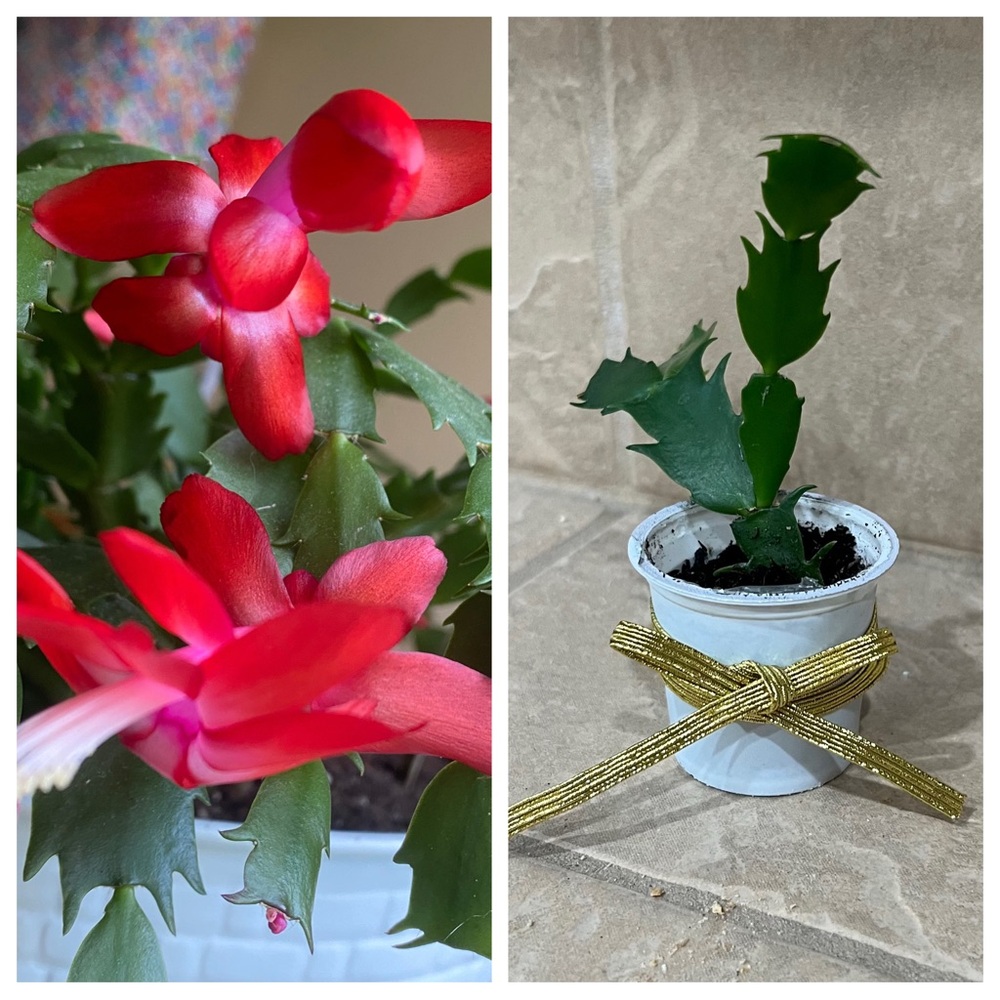 Christmas Cactus Schlumbergera bridgesii Red Fully Rooted